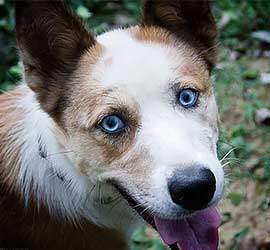 Country Dogs Facility Exercise & Comforts